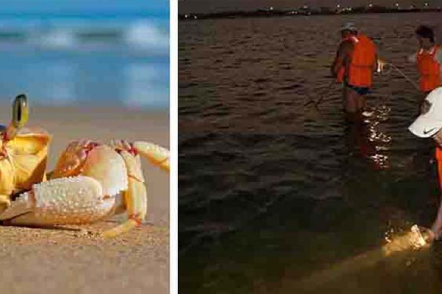 Crab Hunting