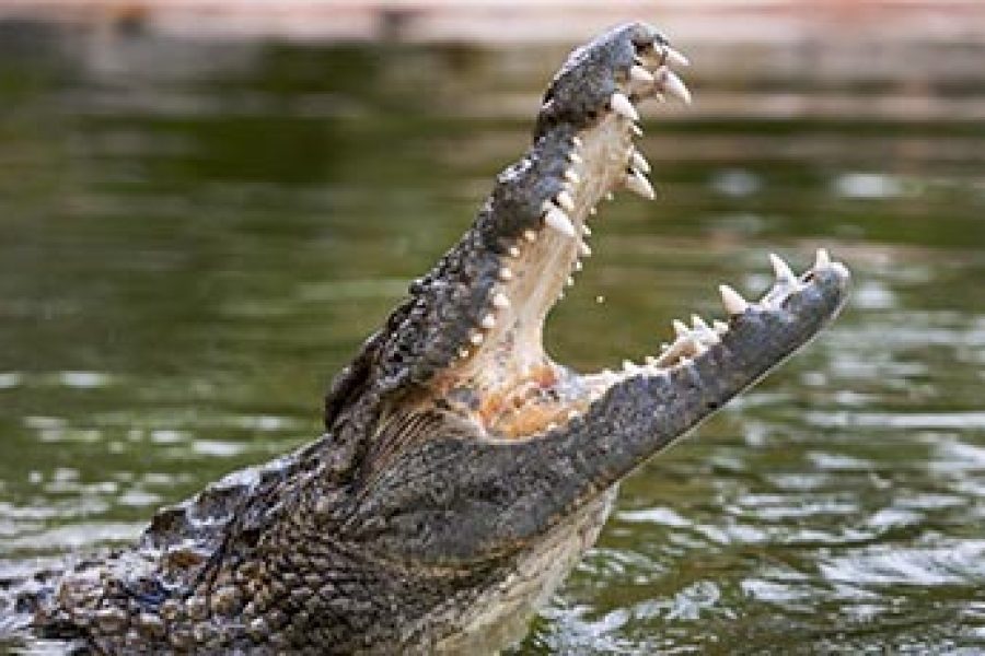 Dubai Crocodile Park