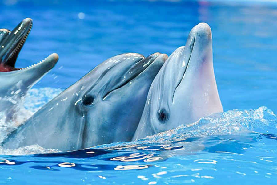 Dubai Dolphinarium